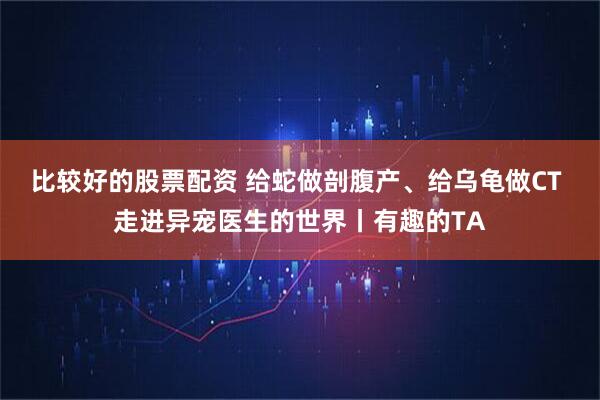 比较好的股票配资 给蛇做剖腹产、给乌龟做CT 走进异宠医生的世界丨有趣的TA
